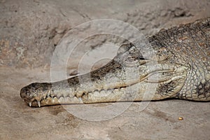 Slender-snouted crocodile Mecistops cataphractus. photo