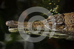 Slender-snouted crocodile Mecistops cataphractus. photo