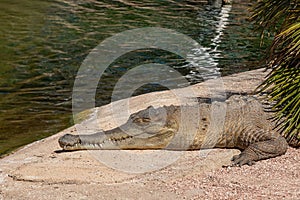 Slender-Snouted Crocodile Resting in Natural Habitat