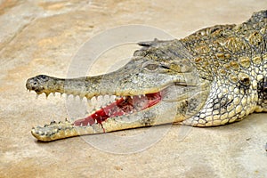 The slender-snouted crocodile photo