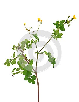 Slender sowthistle isolated on white background, Sonchus tenerrimus