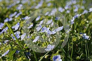 Slender speedwell