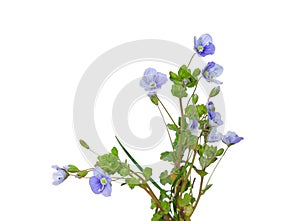 Slender Speedwell (Veronica filiformis)