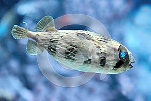 Slender-spined porcupine fish