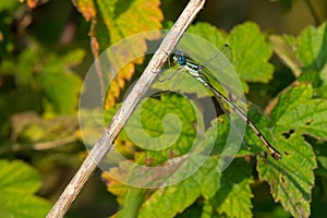 Slender Spreadwing Damselfly - Lestes rectangularis