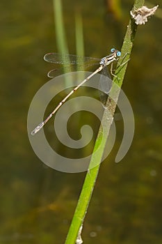 Slender Spreadwing Damselfly - Lestes rectangularis