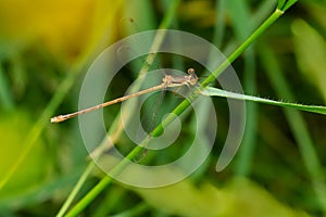 Slender Spreadwing Damselfly - Lestes rectangularis