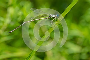 Slender Spreadwing Damselfly - Lestes rectangularis