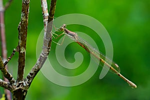 Slender Spreadwing Damselfly - Lestes rectangularis