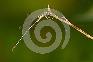 Slender Spreadwing Damselfly - Lestes rectangularis