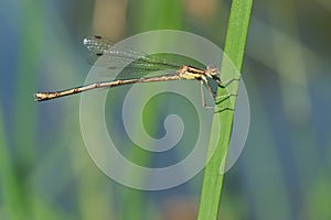 Slender Spreadwing - Lestes rectangularis