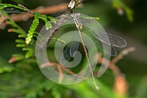 Slender Spreadwing - Lestes rectangularis