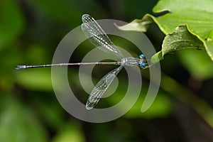 Slender Spreadwing - Lestes rectangularis