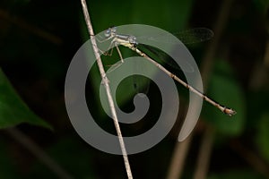Slender Spreadwing - Lestes rectangularis
