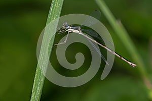 Slender Spreadwing - Lestes rectangularis