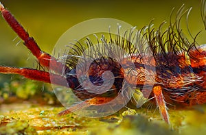 Slender springtail - Orchesella flavescens on wood, Close up photo