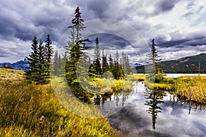 Slender spruce is reflected in the the lake