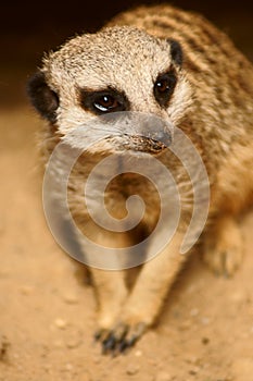 Slender-tailed Meercat photo