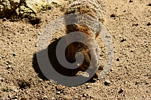 Slender-tailed Meercat photo