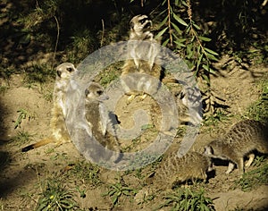 Slender Tailed Meerkat
