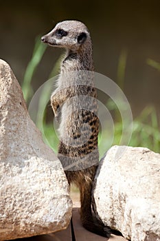 Slender-tailed Meerkat