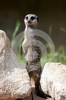 Slender-tailed Meerkat