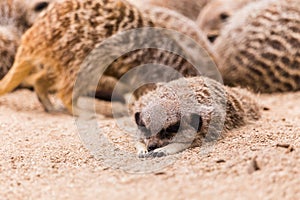 Slender tailed meerkat
