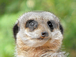 Slender Tailed Meerkat