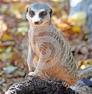 Slender-tailed Meerkat