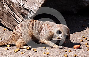 Slender Tailed Meerkat