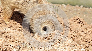 Slender-tailed Meerkat are digging sand.