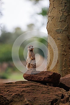 Slender-tailed meerkat, little adorable creature, Animal Theme