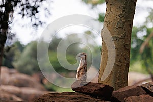 Slender-tailed meerkat, little adorable creature, Animal Theme