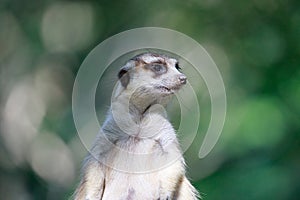 Meerkat photo