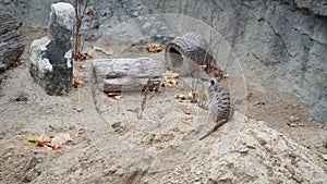 Slender tailed meerkat looks around for danger. Close up.