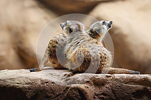 Slender Tailed Meerkat Pair