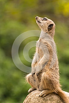 Slender-tailed meerkat sitting on rock looking up