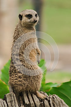 The Slender-tailed Meerkat stood on a beam.To examine and smell