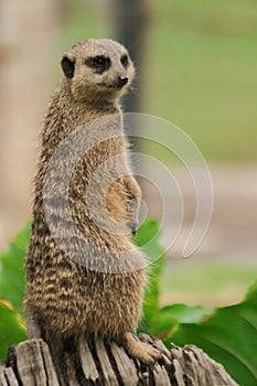 The Slender-tailed Meerkat stood on a beam.To examine and smell
