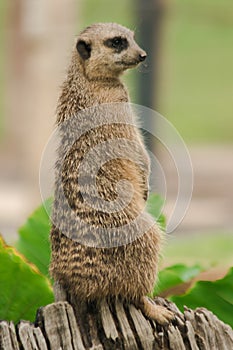 The Slender-tailed Meerkat stood on a beam.To examine and smell