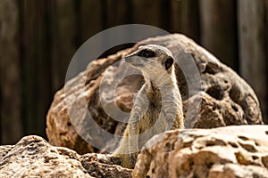 Slender-tailed meerkat Suricata on look out for danger.