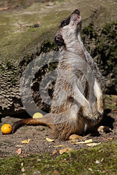 Slender-tailed Meerkat (Suricata suricatta )