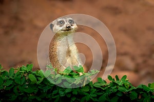 Slender Tailed Meerkat