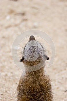 Slender-tailed Meerkat (Suricata suricatta)