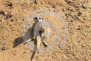 Slender tailed meerkat,Suricata suricatta at woburn safari park