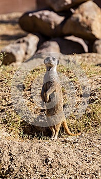 Slender-tailed Meerkat