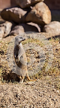 Slender-tailed Meerkat