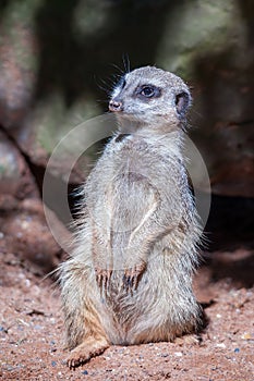 Slender-tailed Meerkat Suricatta suricatta