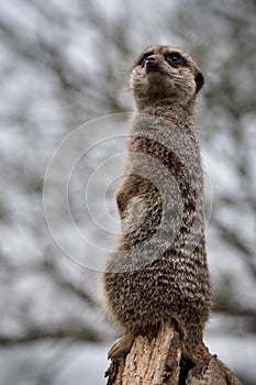 Slender-tailed Meerkat (Suricatta suricatta)