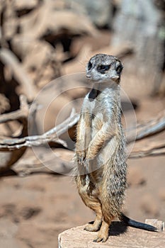 Slender-tailed Meerkat, Suricatta suricatta, standing guard